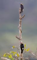 thumb_Yellow-Tufted Woodpecker f & m